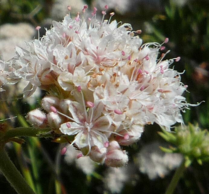 High Resolution Eriogonum fasciculatum Flower